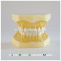 Modelo dental 13013 de la mandíbula suave transparente modelo anatómico médica de China